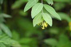 Wikstroemia canescens